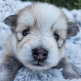 Lucky - Silver and white male Pomsky puppy in Southern California, California from SoCal Pomskies LLC