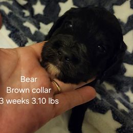 Brown collar Levi - Black male Bernedoodle puppy in Fairmount, Indiana from Capens' Doodles,Poodles and Poo's