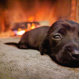 "Guapo" - Black Dachshund puppy in Ontario, Oregon from HayDay Dachshunds