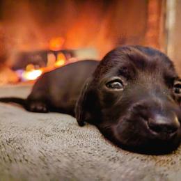 "Guapo" - Black Dachshund puppy in Ontario, Oregon from HayDay Dachshunds