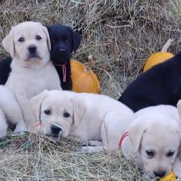 Labrador Retriever puppies from Ryanhaus Kennel
