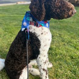 Goldendoodles from Oscar's Goldendoodles