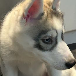 Girl 2 - Sable and white Siberian Husky puppy in New York from My Huskee House Kennel
