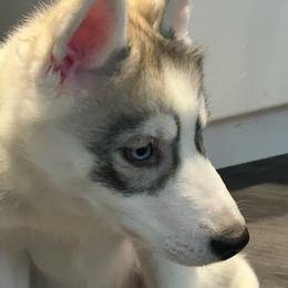 Girl 2 - Sable and white Siberian Husky puppy in New York from My Huskee House Kennel