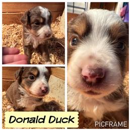 Donald Duck - Red tri male Toy Australian Shepherd puppy in Menan, Idaho from Teton Toy Aussies