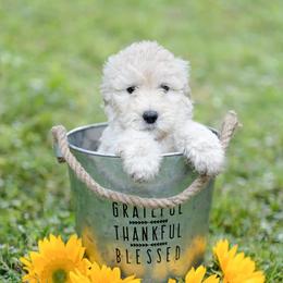 Aussiedoodles, Bernedoodles, and Goldendoodles from Doodles & Danes