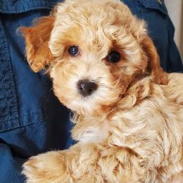 Poodle Puppies from Cedar House Heritage Poodles