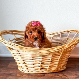 Spring - Red  female Poodle puppy in Kissimmee, Florida from Poodle Doodle Kennels