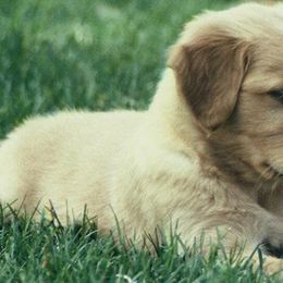 Golden Retrievers from Koloa Hunting Goldens