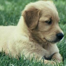 Golden Retrievers from Koloa Hunting Goldens