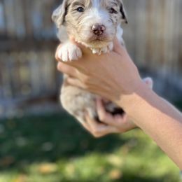 Aussiedoodle Puppies from Jojo the Denver Aussie