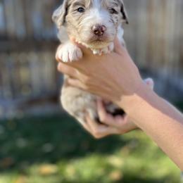 Aussiedoodle Puppies from Jojo the Denver Aussie