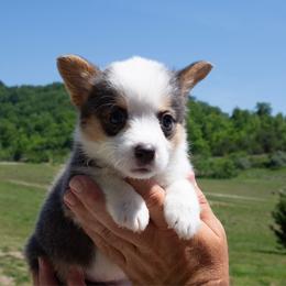 Winslet - Blue female Pembroke Welsh Corgi puppy in Manchester, Kentucky from Riverside Corgis
