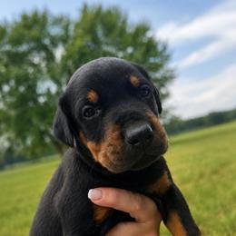 Green boy - Black and rust male Doberman Pinscher puppy in Peru, Indiana from De luxe dobermans