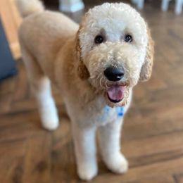 Goldendoodles and Poodles from 580 Poodles & Doodles