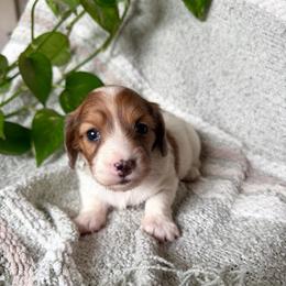 Girl 2 - Dapple female Dachshund puppy in Colville, Washington from G&B Iron Mountain Dachshunds