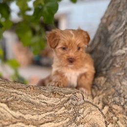 Pink Nosed Boy - Gold male Yorkshire Terrier puppy in Sacramento County, California from WiseGuys Love Yorkies