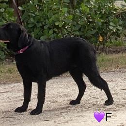 Labrador Retriever Puppies from A. Hansen Labradors