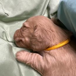 Casper - Cream male Dachshund puppy in Vancouver, Washington from GretaLo Dachshunds