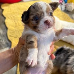 Angel 11,000 plus tax - Merle female Chihuahua puppy in Summerfield, Florida from Uey’s Chihuahuas