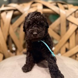 Lance Sullivan - Black male Goldendoodle puppy in Houston, Texas from Were The Mack'Doodles