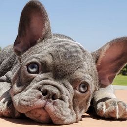 French Bulldogs from Liza's French Bulldogs