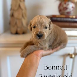 Bennett - Apricot male Goldendoodle puppy in Wilson, North Carolina from Cedar Creek Doodles