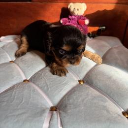 Trinket - Black and tan female Cavalier King Charles Spaniel puppy in Avoca, New York from Palladino’s Cavaliers of Upstate NY