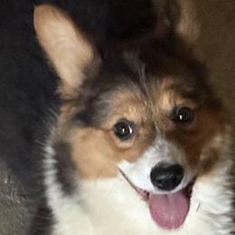 Pembroke Welsh Corgi puppies from Conley Pembroke Welsh Corgis