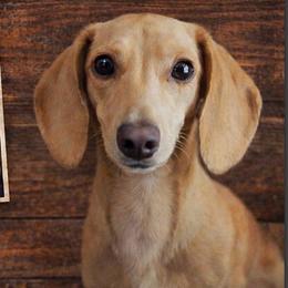 Boo - Dachshund