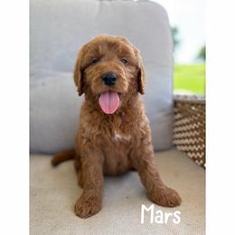 Mars - Red  male Goldendoodle puppy in Smithfield, Kentucky from KBK9 Kennels
