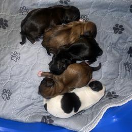 Boy4 - Black and white male Shih Tzu puppy in Citrus Heights, California from The Lion dog Shih Tzu