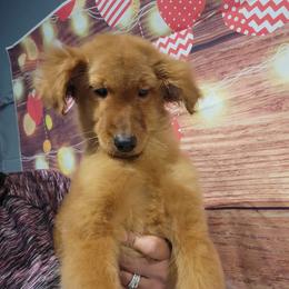 Sophie - Apricot female Goldendoodle puppy in Milwaukwe, Wisconsin from Wisconsin Doodles