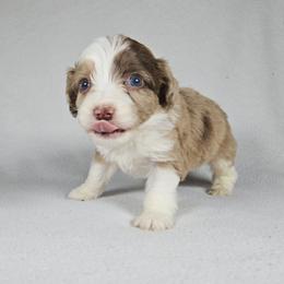 Survivor - Brown merle male Aussiedoodle puppy in Doerun, Georgia from Twig & Tail Puppies