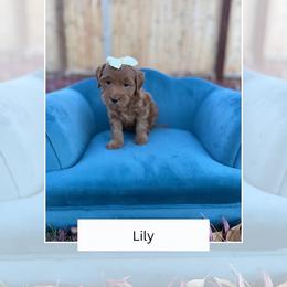 Lily - Red  female Goldendoodle puppy in Las Vegas, Nevada from Bridges Goldendoodles