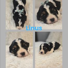 Linus - Tri-color male Cavapoo puppy in Newdale, Idaho from Canyon Creek Puppies