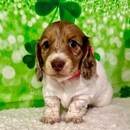 Girl one - Chocolate and cream female Dachshund puppy in Lakeland, Florida from Ruthie’s Rich Mini Dachshunds