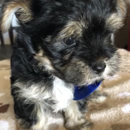 Morkies and Yorkshire Terriers from Lila’s Breeder Boutique