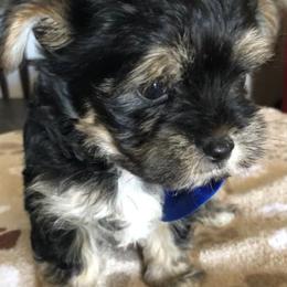 Morkies and Yorkshire Terriers from Lila’s Breeder Boutique