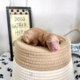 Boy 5 Cream - Cream male Dachshund puppy in Burkesville, Kentucky from Bline’s Awesome Aussies & Doxies at the Bline Family Farm