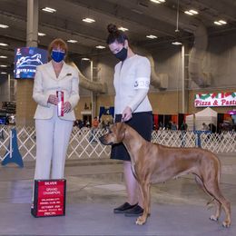 Rhodesian Ridgeback All Grown Up from Ivorymoon Rhodesian Ridgebacks