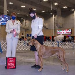 Rhodesian Ridgeback All Grown Up from Ivorymoon Rhodesian Ridgebacks