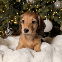 Magnolia - Red female Dachshund puppy in Santa Rosa, California from Signatures Mini Dachshunds