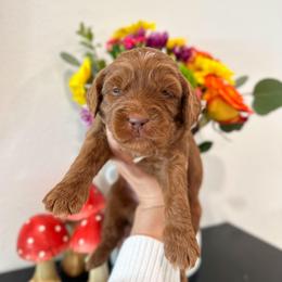 Caterpillar - Caramel red male Australian Labradoodle puppy in Palmdale, California from Pixie Doodle Paws