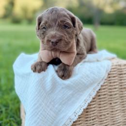 Nitro - Merle male Goldendoodle puppy in Ooltewah, Tennessee from Allison Family Doodles