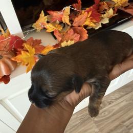 Boy 1 - Sable male Yorkshire Terrier puppy in Midland, Georgia from Shanequa's Yorkshire Terriers