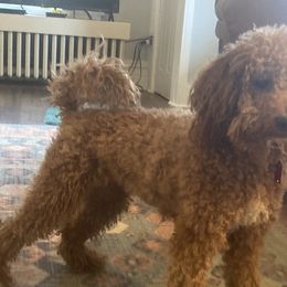 Cavalier King Charles Spaniels, Cavapoos, and Poodles from The Mexican clan...