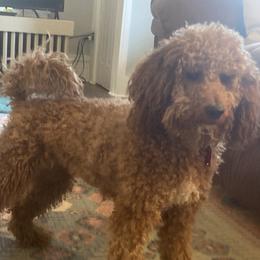 Cavalier King Charles Spaniels, Cavapoos, and Poodles from The Mexican clan...