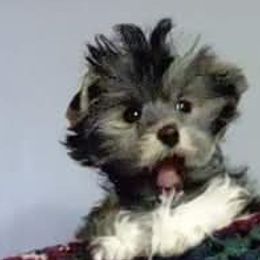 Yorkshire Terriers from York County Yorkies