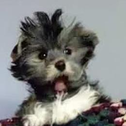 Yorkshire Terriers from York County Yorkies